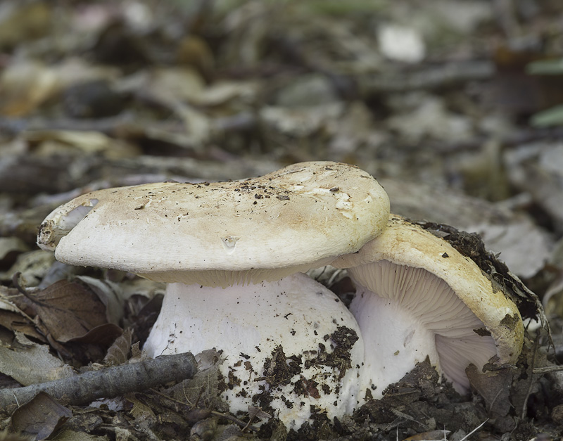 Leucopaxillus compactus